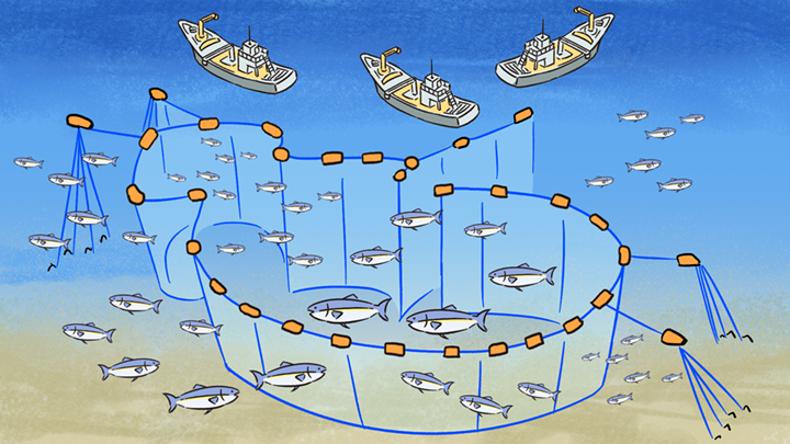漁の仕方を説明するイラスト